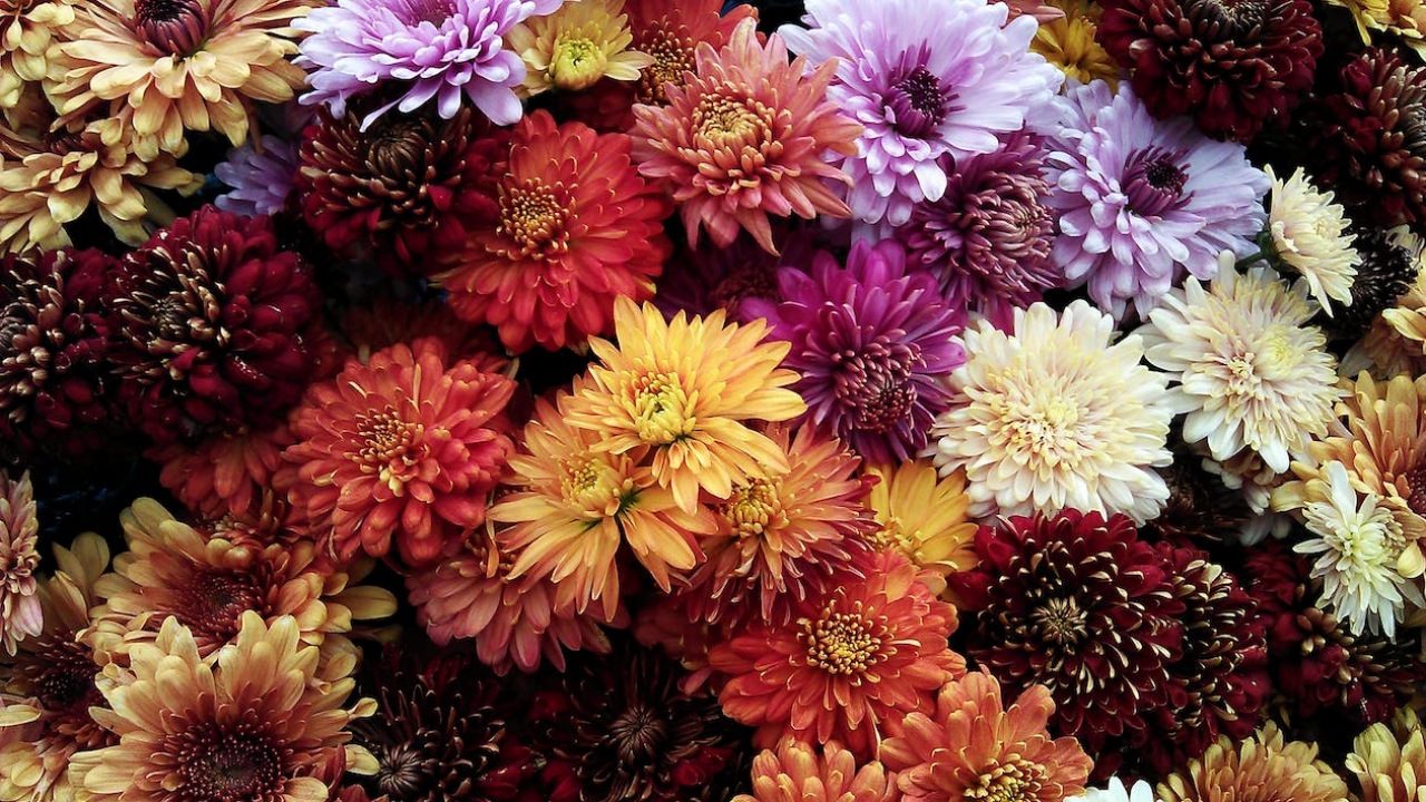 Crisantemi: fiori per funerali