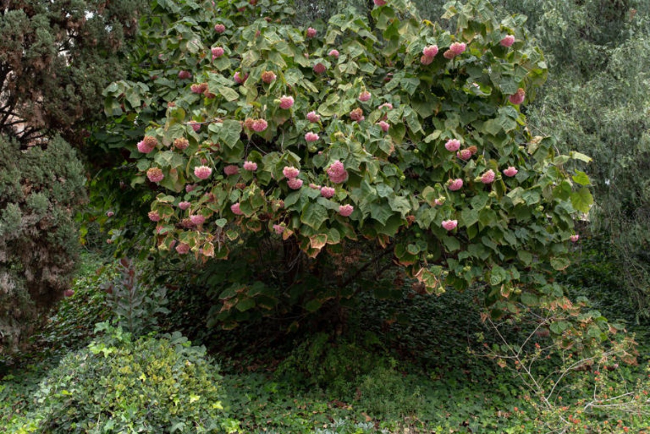 Dombella Rosa: un ottimo sostituto delle Ortensie