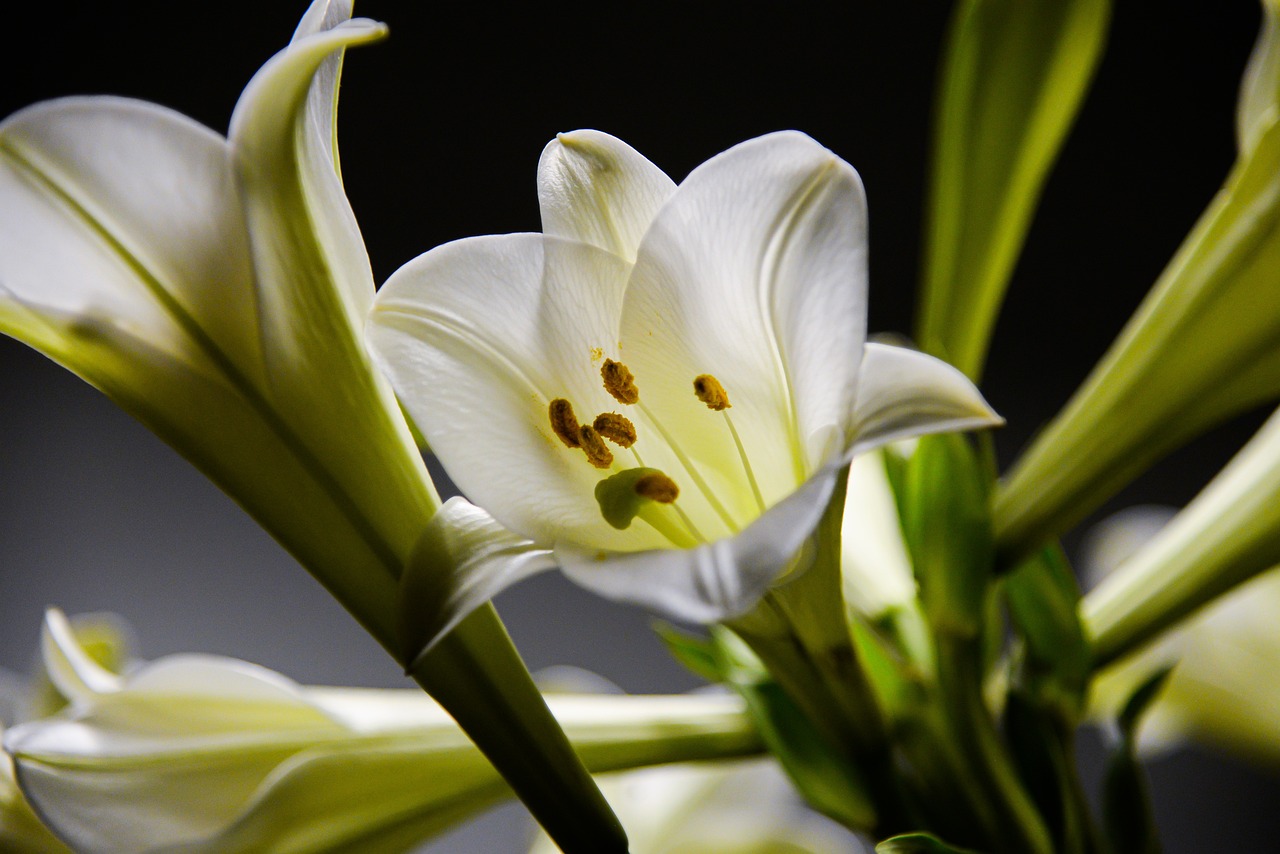 Fiori per funerali: giglio