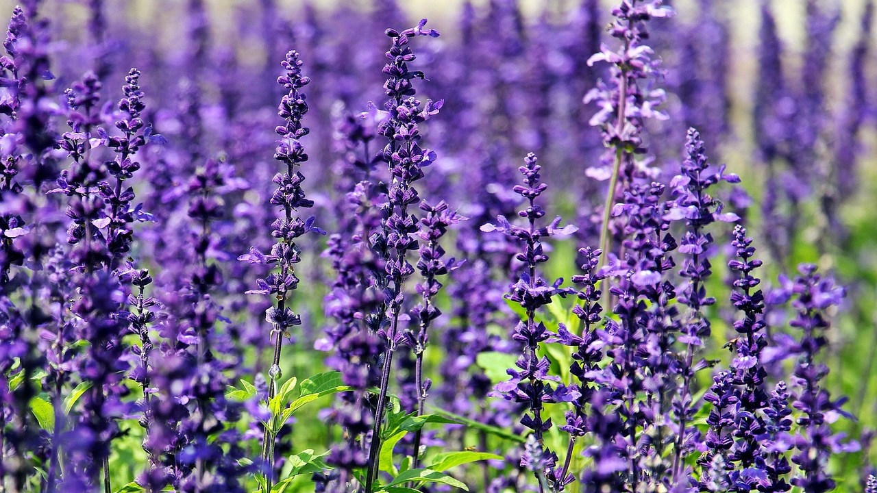 Lavanda migliora il sonno