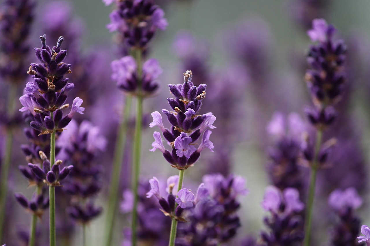 Lavanda migliora il sonno