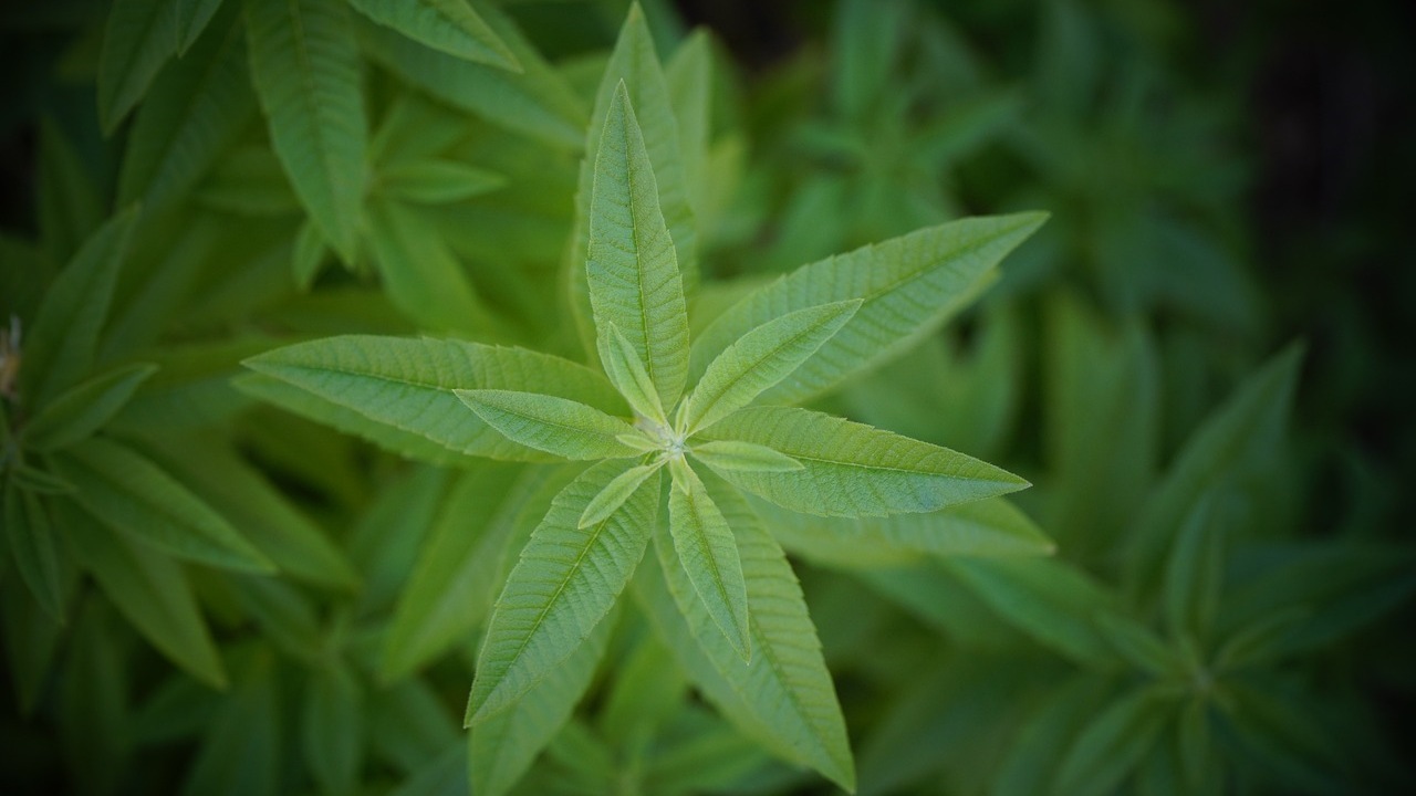 Limone verbena: proprietà e benefici