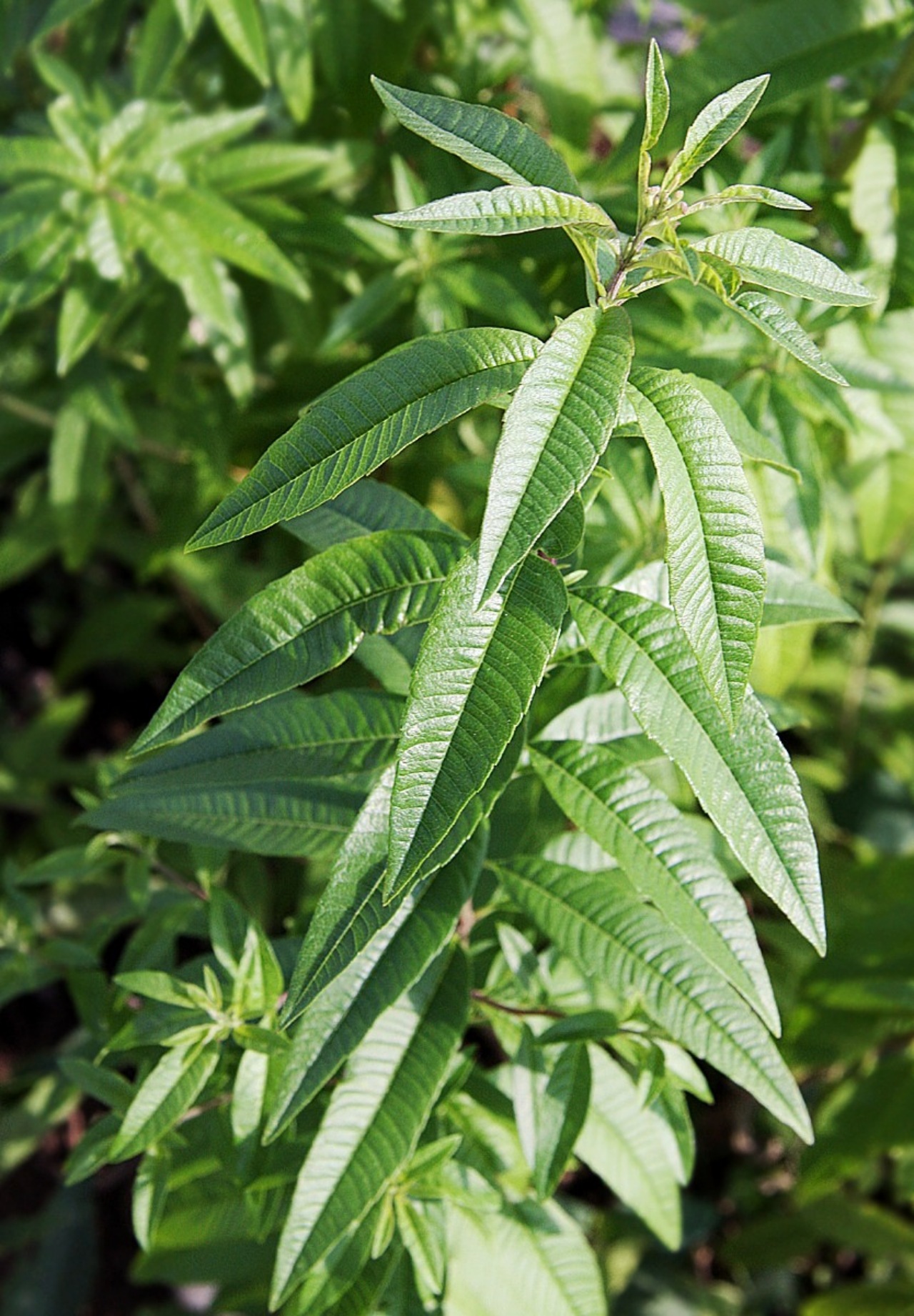 Limone verbena: proprietà e benefici