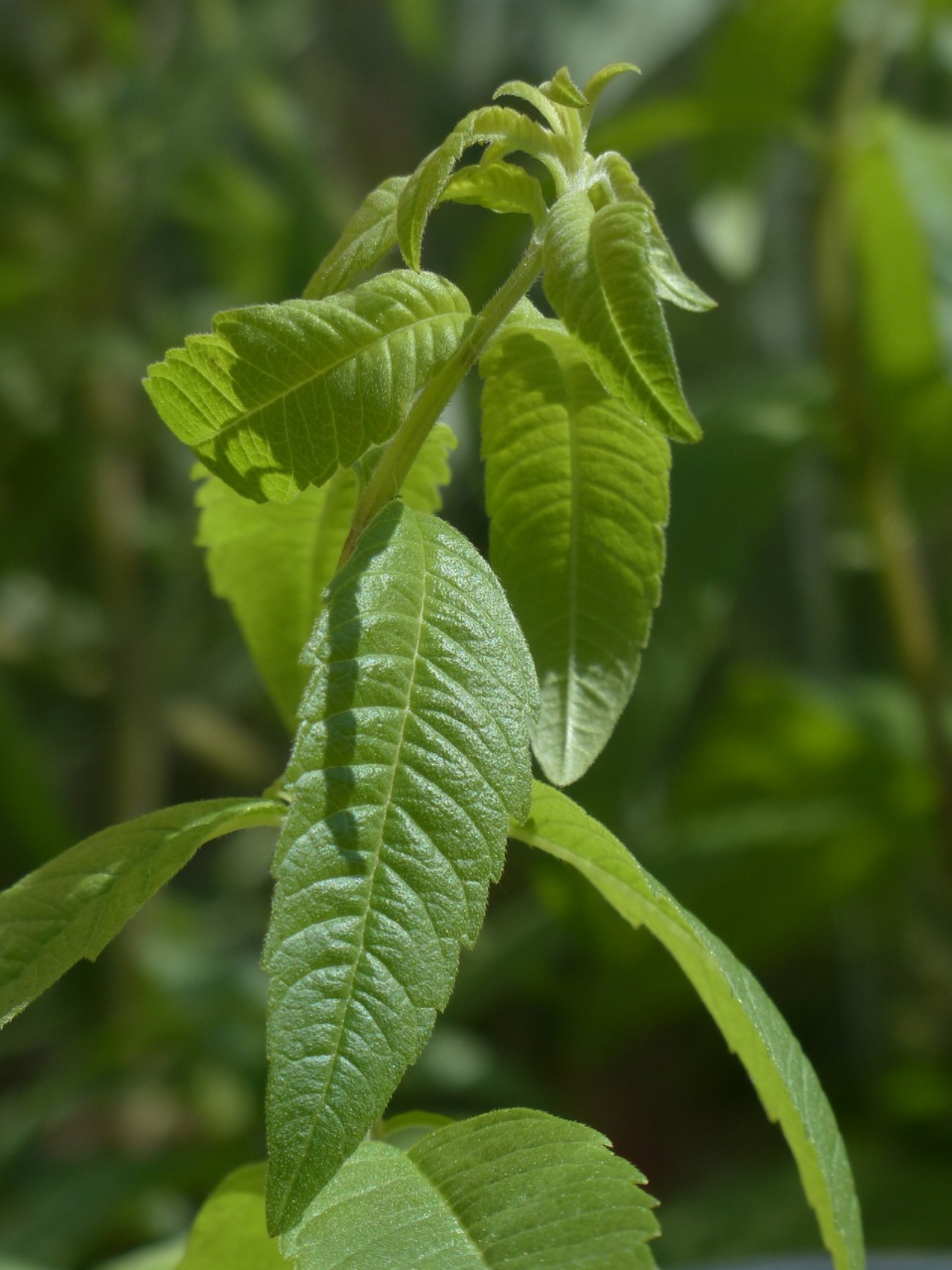 Limone verbena: proprietà e benefici