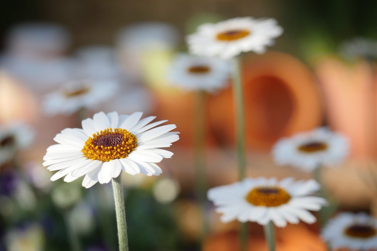 Fiori per funerali: margherita