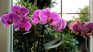 Risveglia le tue Anthurium e le Orchidee con una bevanda fatta in casa da due soli avanzi di cibo