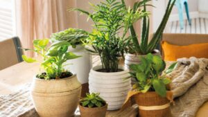 Consigli per ravvivare le piante d’appartamento a febbraio