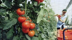 Segreto per annaffiare meno i pomodori ma conservarne la qualità