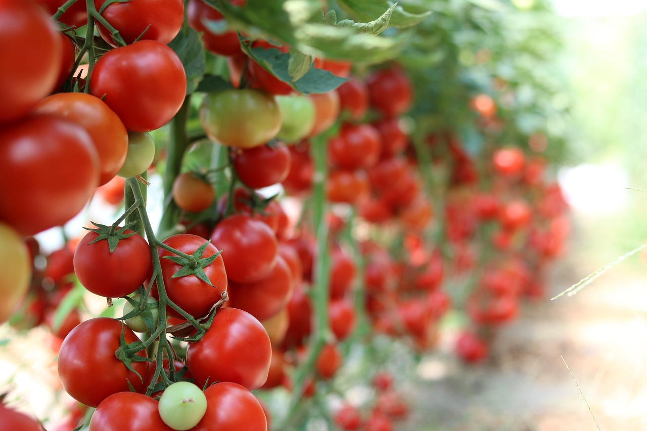 Pomodori che richiedono meno acqua