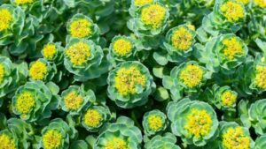 Rhodiola: alleata naturale contro lo stress, la stanchezza e il sonno