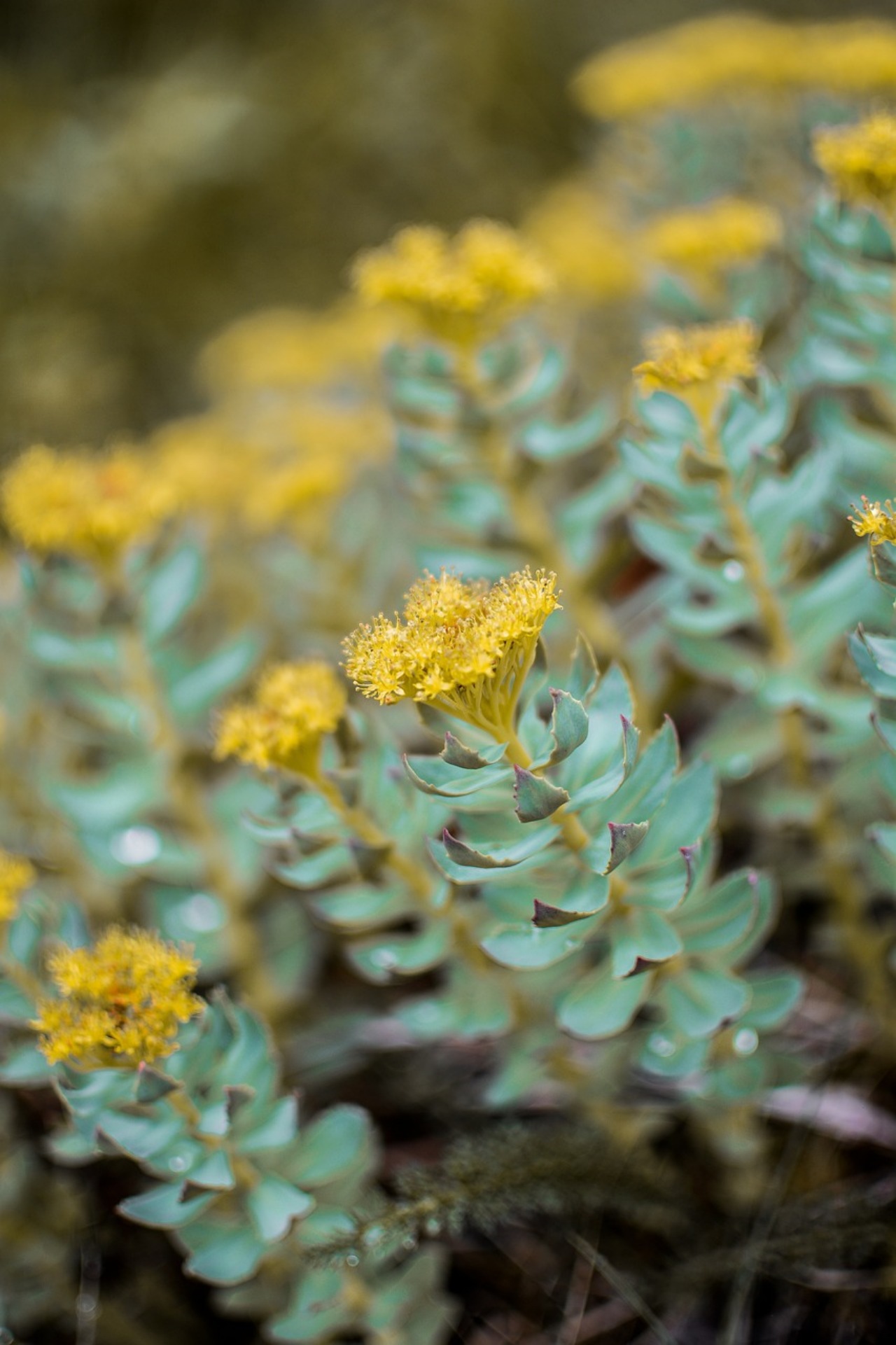 Rhodiola rosea: come assumerla?