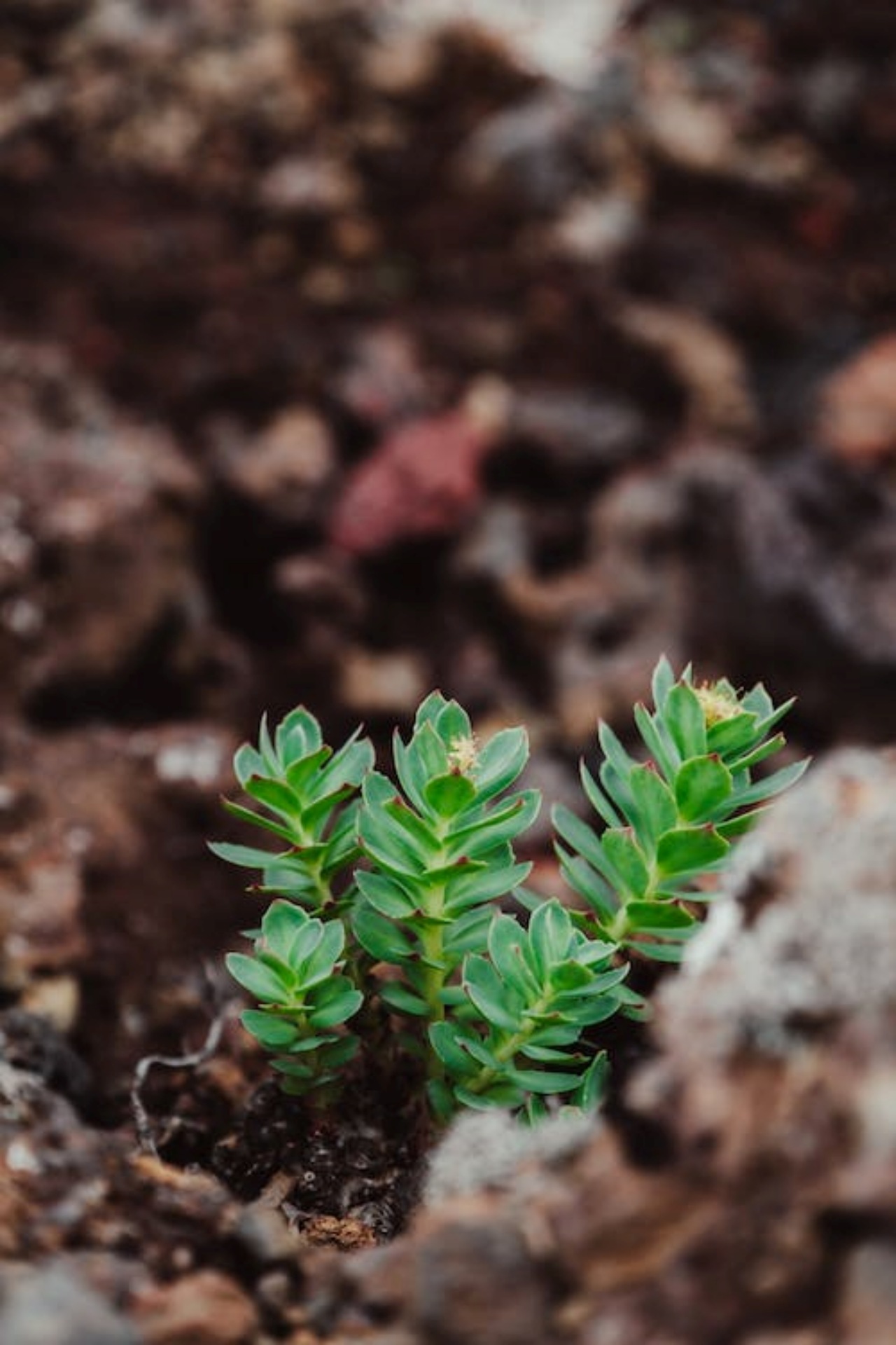 Rhodiola rosea: come assumerla?