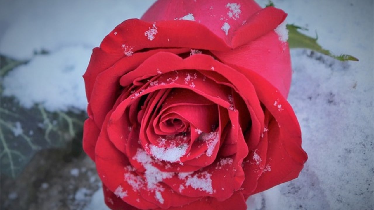 Rosa in inverno