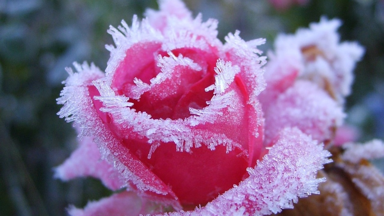 Rosa ghiacciata