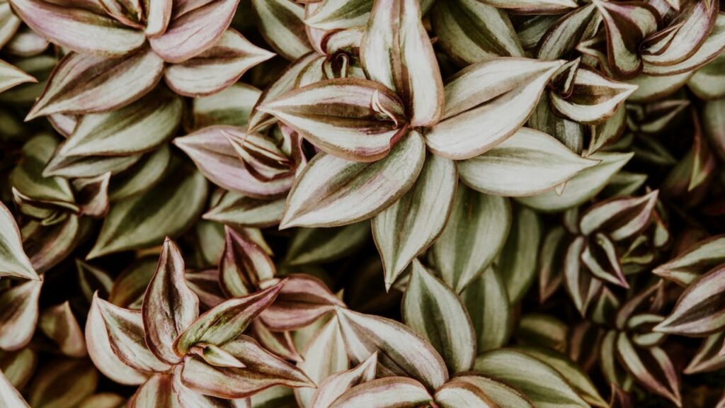 Tradescantia Spathacea: una pianta affascinante che richiede poco impegno