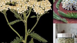 Achillea: un’erba dalle mille caratteristiche che vi salverà la giornata