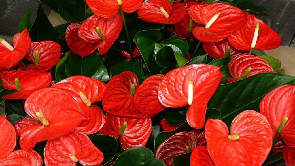 anthurium pigro