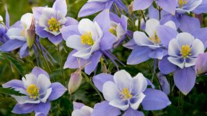 Aquilegia: cure e coltivazione della pianta che “tira l’acqua”