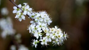 Biancospino, tutto quello che volevate sapere su questa pianta dalle innumerevoli proprietà