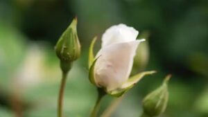Coltivare le rose da bocciolo: tutto quello che c’è da sapere
