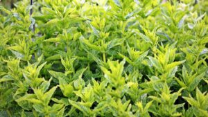 Come si conserva la menta fresca a lungo? Il trucco segreto che pochi conoscono