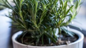 Coltivare le erbe in casa in inverno: cosa dovete fare
