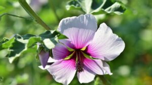 Malva, un fiore usato soprattutto in erboristeria: quali sono i suoi poteri segreti
