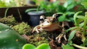 Installare un hotel per rane in giardino: come fare e perché è importante
