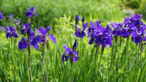 Iris germanica: un fiore bellissimo che spunta in primavera