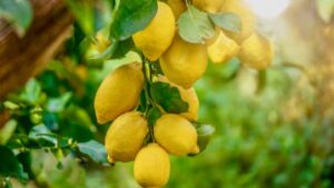 Albero di limone femminello: curiosità e caratteristiche