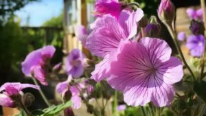 La malva: i benefici della pianta per la salute e la medicina