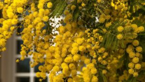 Come distinguere la mimosa dalla forsizia e dall’amamelide