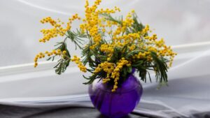 Come conservare a lungo una mimosa recisa? Il trucco che pochi conoscono