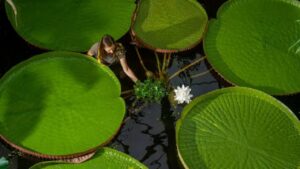 Ninfea: cure e curiosità su questo fiore acquatico