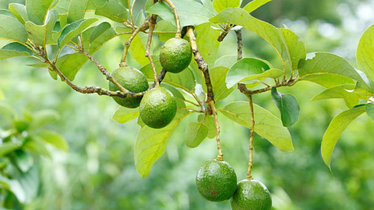 pianta di avocado