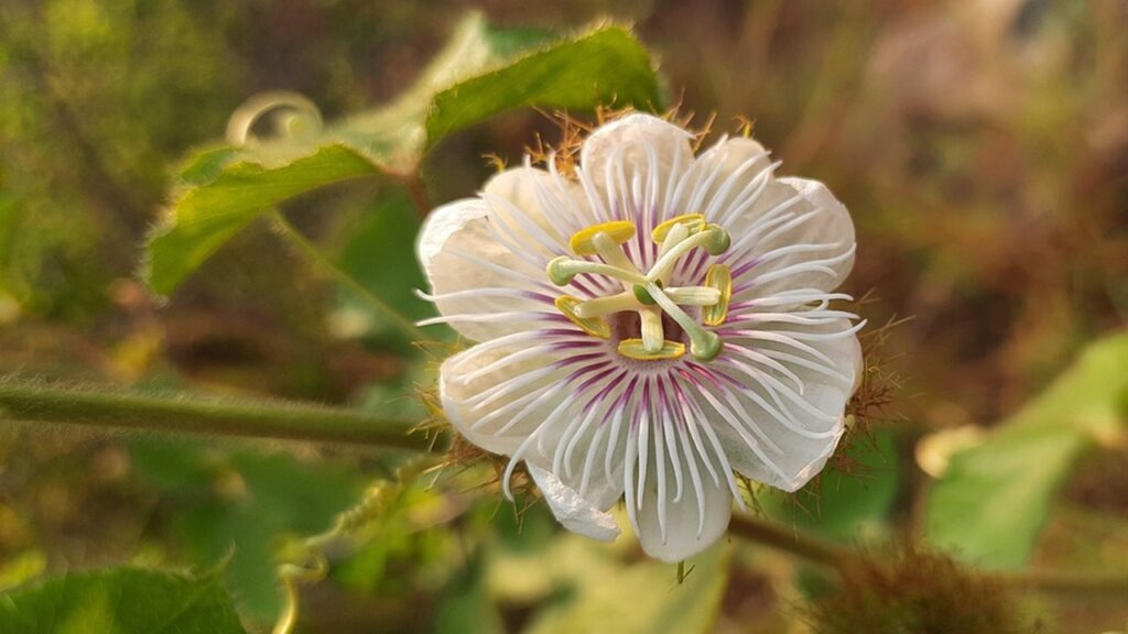 Passiflora foetida, una variante del fiore della passione dall’odore non molto gradevole