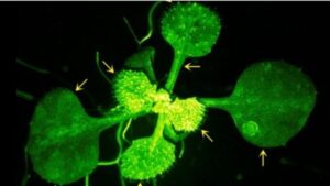 Scienziati hanno registrato una pianta che “parla” con la sua vicina e le immagini sono incredibili