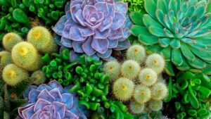 5 piante del deserto da avere assolutamente in giardino