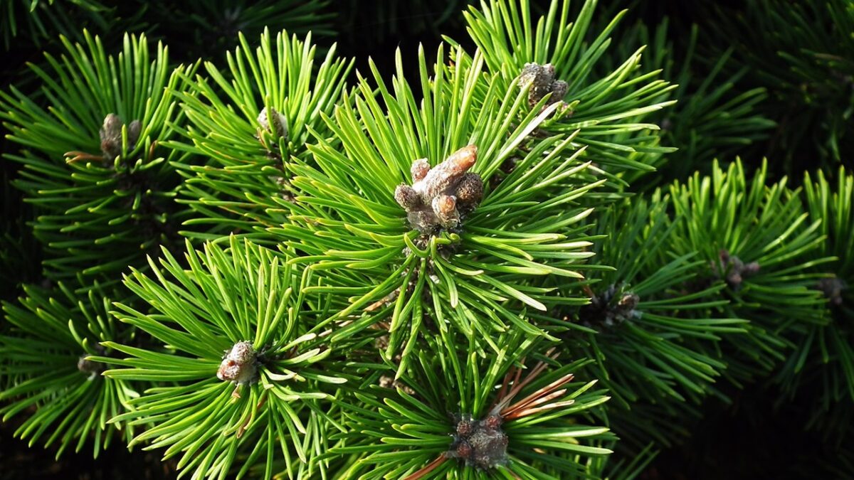 Frutto del drago proprietà e benefici di questo frutto tropicale