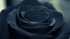 La rosa nera esiste e si trova in Turchia. Ma non è veramente nera ed è in via di estinzione