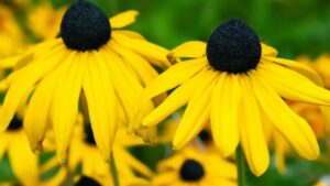 Cosa fare con le piante di Susanna dagli occhi neri dopo la fioritura