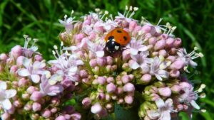 Valeriana officinalis, tutti i benefici di questa pianta (da non confondere con l’omonima insalata)