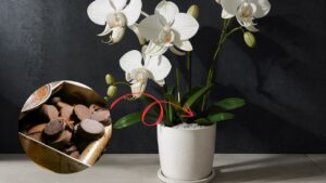 Fondi di caffè: scopri come ti aiuteranno nella cura delle orchidee
