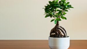 Bonsai ginseng: come curare questa pianta in casa