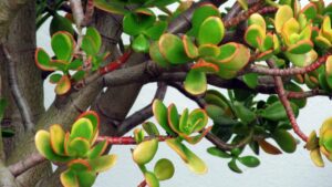 Crassula ovata: come curare la pianta che non va potata