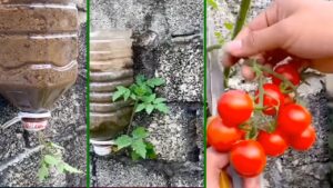 Pomodori a testa in giù: guida completa per coltivare verticalmente e avere un ricco raccolto