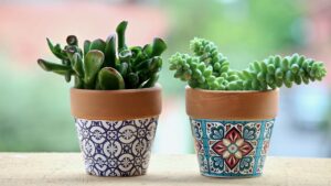 I consigli per l’acquisto di cactus e piante succulente: come non sbagliare sin dall’inizio