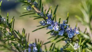 I segreti per far fiorire il rosmarino e profumare tutta la casa