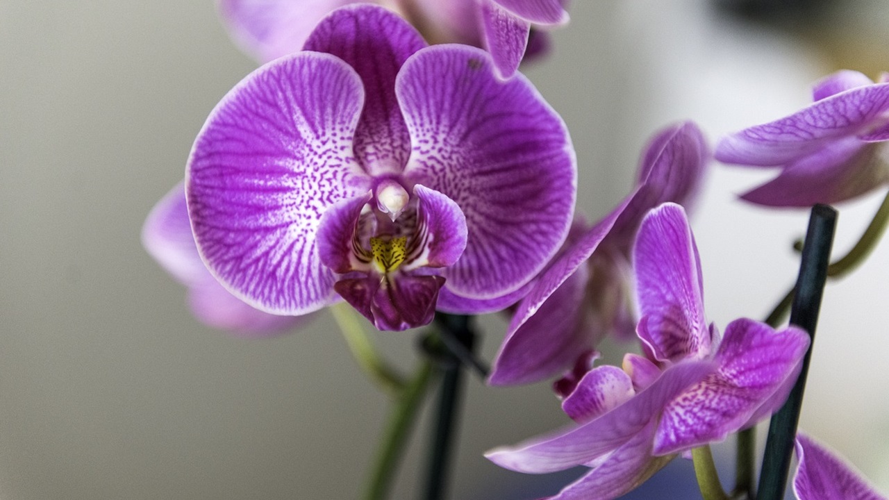 fiorire orchidee