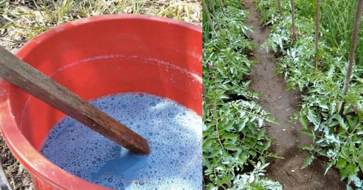 Quando e come cospargere i pomodori con il solfato di rame
